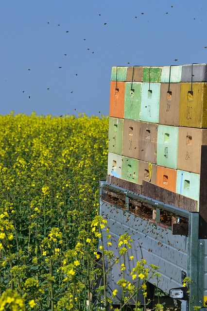 abeille